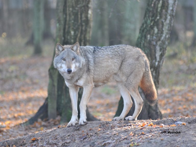 Wykład pt.: „Wielki powrót – jak wilki rekolonizują lasy zachodniej Polski”