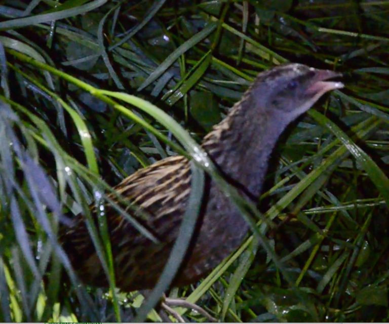 Publikacja w Journal of Ornithology