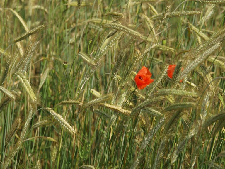 Polska Agencja Prasowa o badaniach prowadzonych w naszym Instytucie: „Żerujące na pszenicy roztocze podróżują z wiatrem”