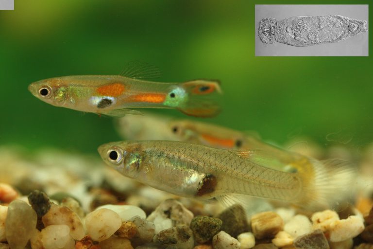 Badania zespołu prof. Jacka Radwana opublikowane w PNAS