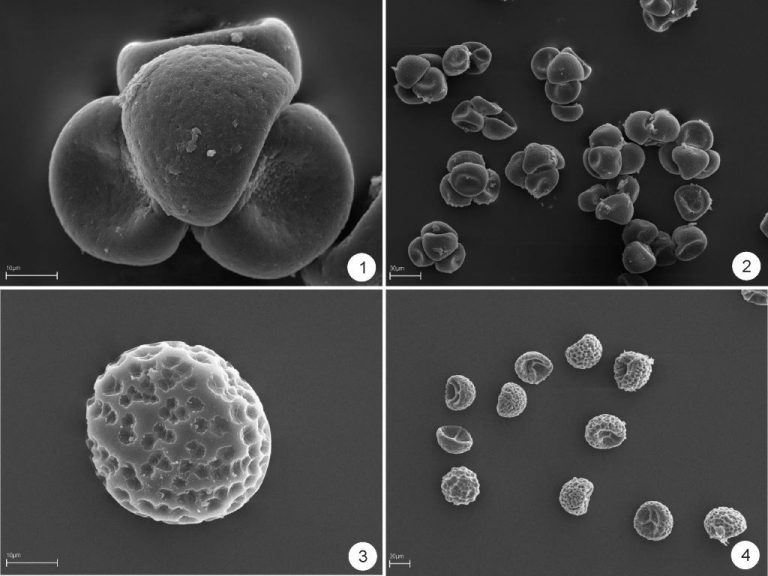 Publikacja w Review of Palaeobotany and Palynology