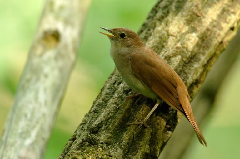 Media o badaniach dotyczących mechanizmów unikania konkurencji