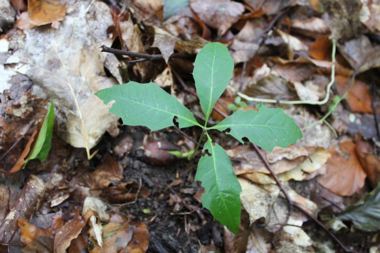 Publikacja w Journal of Ecology