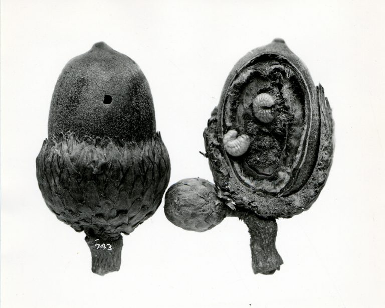 Publikacja pracowników naszego Instytutu w Ecology