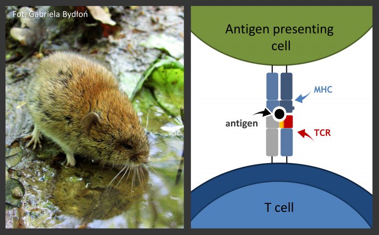 Podzielony obraz: Po lewej, brązowy gryzoń pije z kałuży. Po prawej, schemat przedstawia prezentację antygenu, z komórką prezentującą antygen, MHC, antygenem, TCR i komórką T oddziałującą na powierzchni komórki.