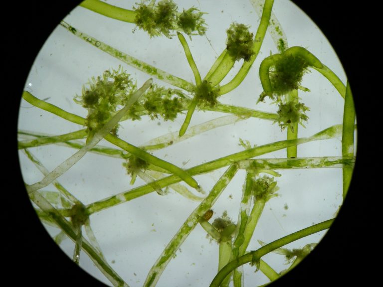 Pasma i skupiska zielonych alg są widoczne pod mikroskopem jako smukłe, rozgałęzione włókna z małymi, liściastymi naroślami na białym tle.