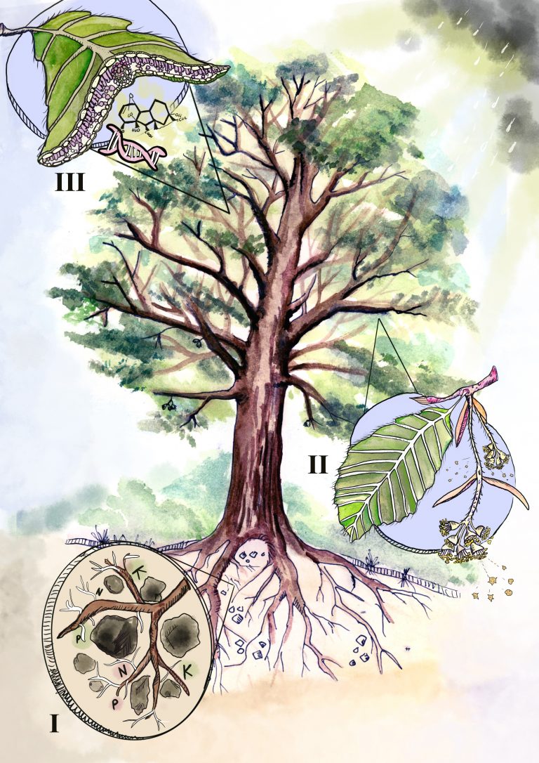 Ilustracja drzewa z korzeniami i gałęziami, otoczona opisanymi diagramami liści, nasion i słojów drzew. Tło jest akwarelą w kolorze zielonym i niebieskim, co daje naturalny i artystyczny wygląd.