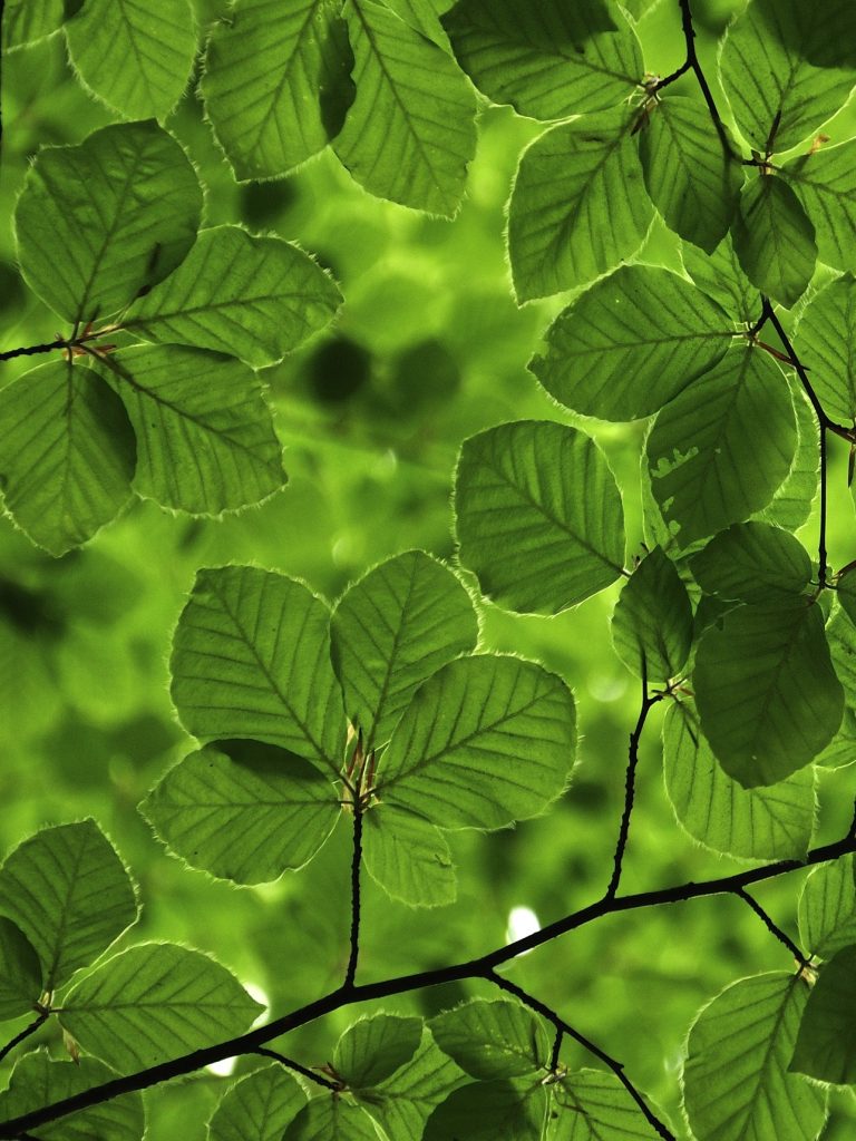 Żywy baldachim jasnozielonych liści widziany od dołu, z filtrującym światłem, podkreślającym ich żyłkowane wzory. Nakładające się liście tworzą świeże i naturalne tło.