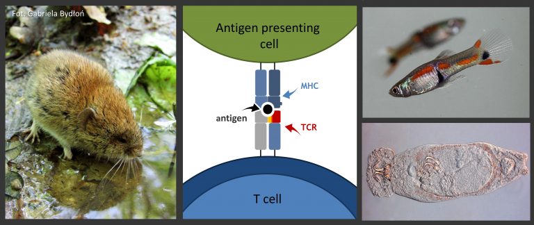 Kolaż czterech obrazów: brązowy ssak w pobliżu wody, diagram przedstawiający prezentację antygenu limfocytowi T, mała ryba z kolorowymi płetwami oraz szary organizm przypominający płazińca, widziany pod mikroskopem.