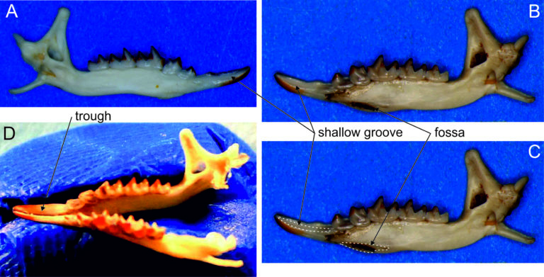 Żuchwy owadożernych ssaków na niebieskim tle. Widoczne są rowki do transportu toksycznej śliny.
