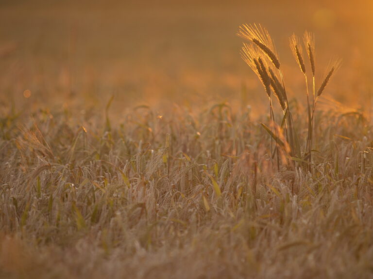 Zboże w promieniach zachodzącego słońca.