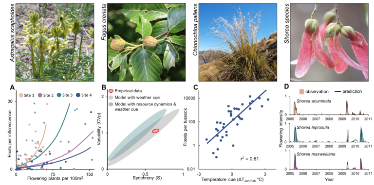 Kwiaty i wykresy dotyczące synchronizacji kwitnienia.