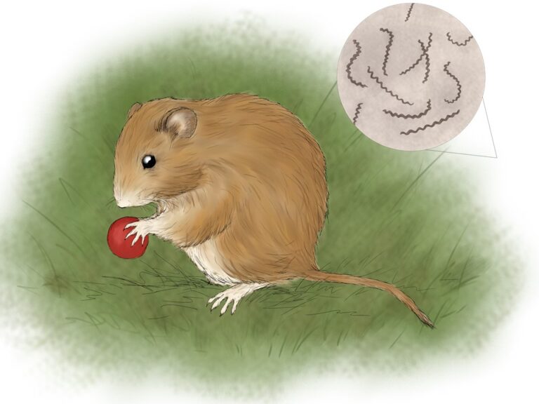 Nornica w trawie, trzyma czerwony owoc. Obok kętki Borrelii.