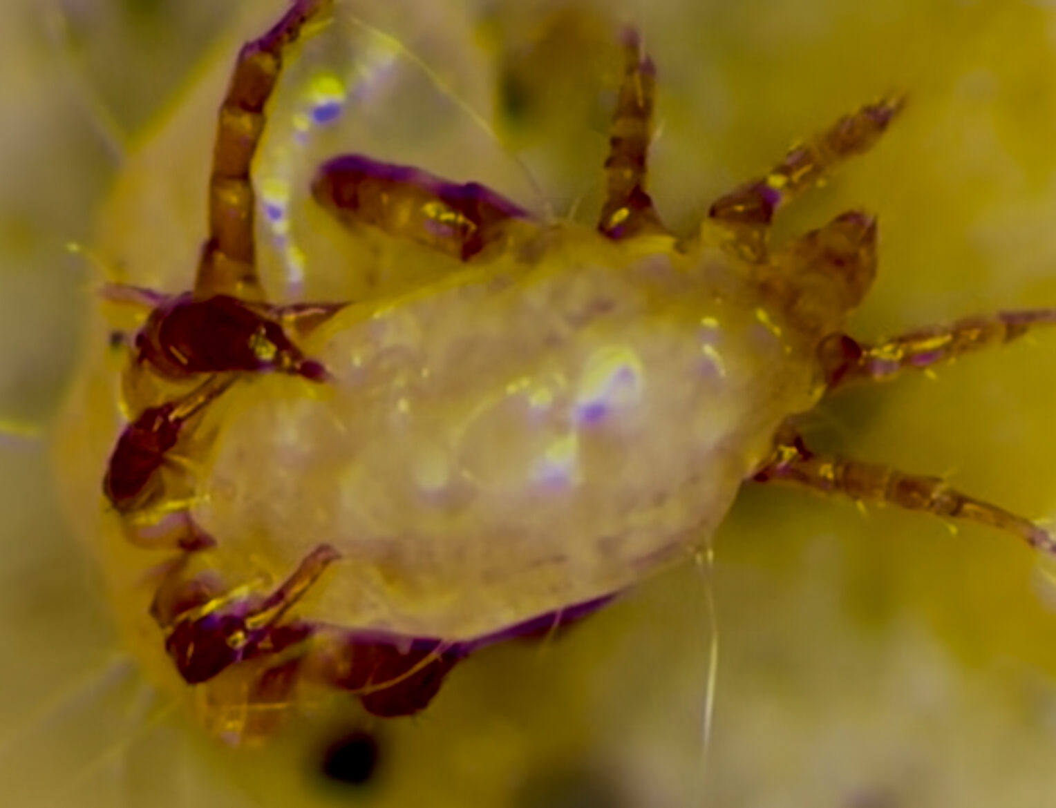 The impact of sexual selection on population dynamics.