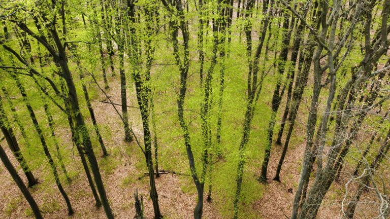 In an article published in Nature Climate Change https://www.nature.com/articles/s41558-026-02638-5, researchers from the Forest Biology Center at Adam Mickiewicz University in Poznań show that climate change is leading to a decline in seed production by trees. Seed production in major European tree species has declined by more than 30% over three decades, even after accounting for the reduced demand for seeds.