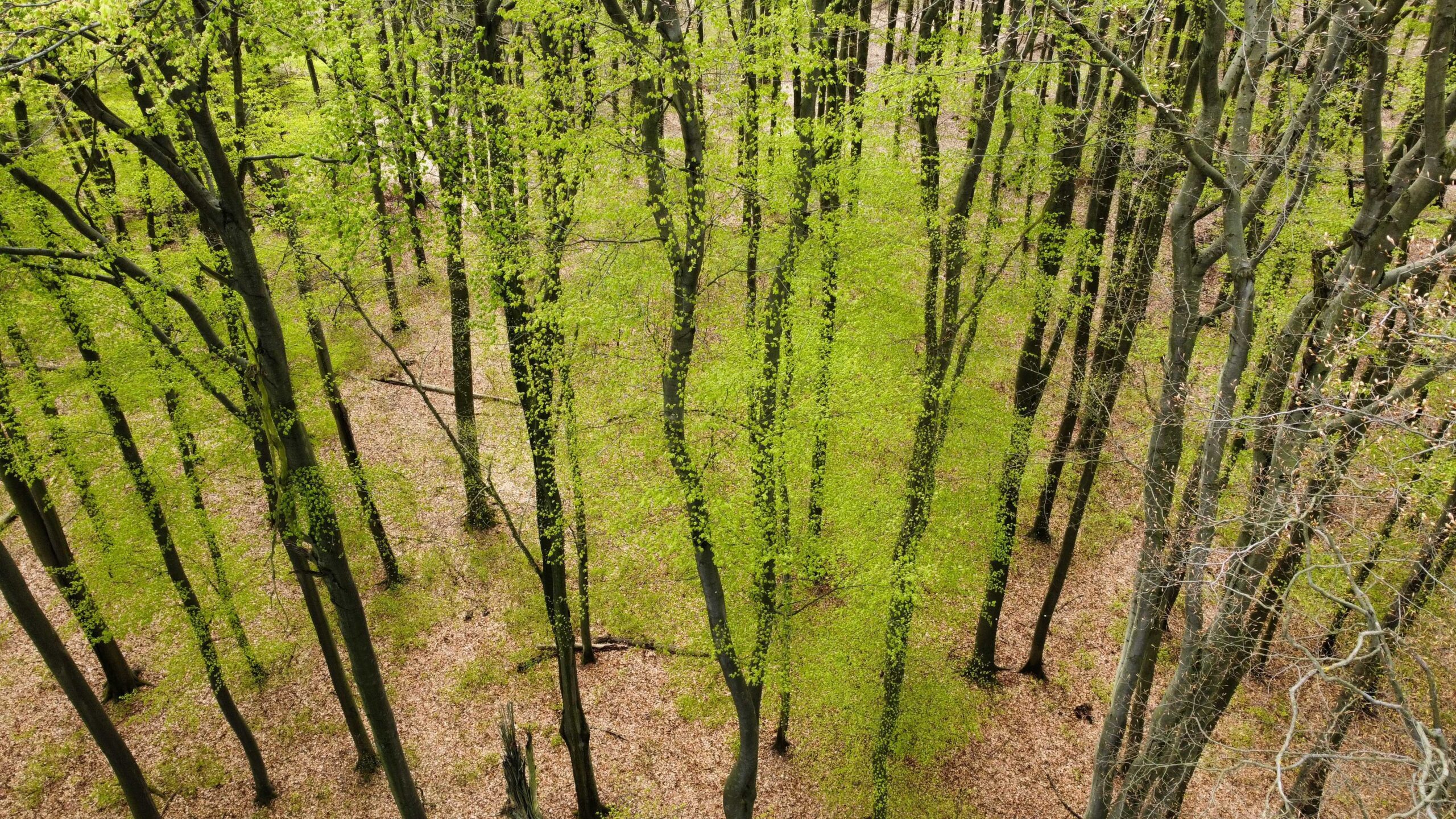 A study on the impact of climate change on seed production by trees