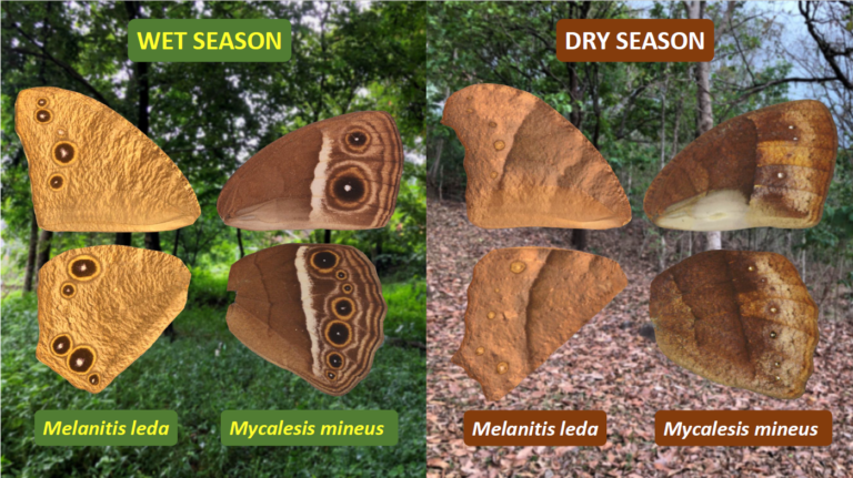 A paper by Freerk Molleman and Urszula Walczak from the Department of Systematic Zoology and published in Proceedings B (https://doi.org/10.1098/rspb.2025.2986) and collaborators, shows that two species of tropical butterfly both respond to humidity, but using different mechanisms. Experiments in which humidity during rearing was varied show that adult eyespot size in one species (Mycalesis mineus) responded directly to humidity, while the other (Melanitis leda) responded to plant quality, which was affected by humidity. A contemporaneous experiment, published in Scientific Reports (https://doi.org/10.1038/s41598-026-40471-0), showed that common evening brown populations from different climates differ in their responses to temperature and humidity, consistent with locally adapted cue use. These experiments were funded by Polish National Science Centre grant 2021/43/B/NZ8/00966.